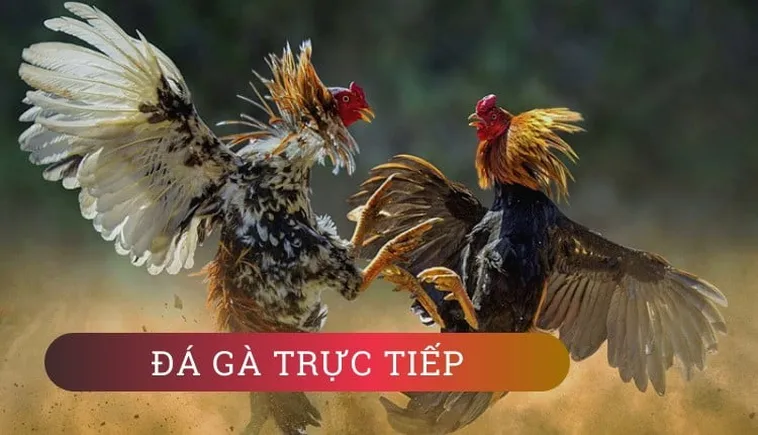 Cách Chơi Đá Gà WS168 Tại King88 Để Thắng Lớn Mỗi Trận